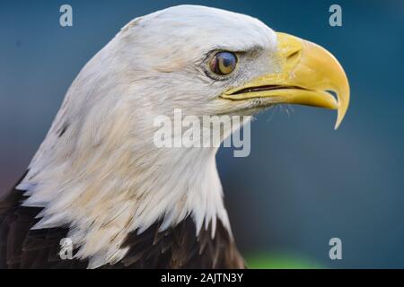 Philadelphia, PA, USA. 05 Jan, 2020. Maskottchen der Philadelphia Eagles Uhren die Feierlichkeiten vor dem NFC wild card matchup zwischen die Seattle Seahawks und die Philadelphia Eagles am Lincoln Financial Field in Philadelphia, PA. Credit: Csm/Alamy leben Nachrichten Stockfoto