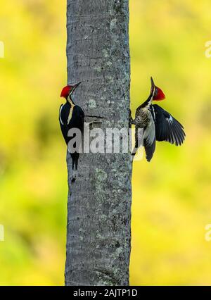 Zwei männliche Lineated Spechte (Dryocopus lineatus) Duell um die Vorherrschaft auf einer Palme. Pernambuco, Brasilien. Stockfoto