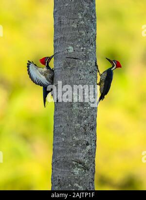 Zwei männliche Lineated Spechte (Dryocopus lineatus) Duell um die Vorherrschaft auf einer Palme. Pernambuco, Brasilien. Stockfoto