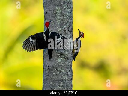 Zwei männliche Lineated Spechte (Dryocopus lineatus) Duell um die Vorherrschaft auf einer Palme. Pernambuco, Brasilien. Stockfoto