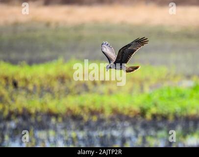 Eine Schnecke Kite (Rostrhamus sociabilis) schwebt über Wiesen auf der Suche nach Beute. Ceara, Brasilien. Stockfoto