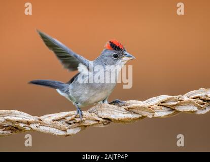 Pileated Finch (Coryphospingus pileatus) mit schönen roten Kamm. Potengi, Ceará, Brasilien. Stockfoto