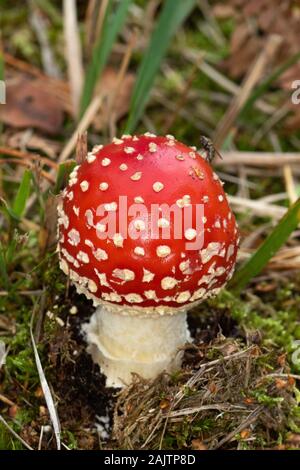 Agaric (Amanita muscarina) Pilze Fliegen, die klassischen Märchen Fliegenpilz Stockfoto