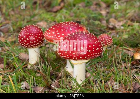 Agaric (Amanita muscarina) Pilze Fliegen, die klassischen Märchen Fliegenpilz Stockfoto