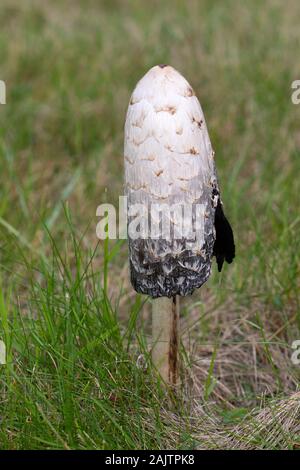 Shaggy Ink Kappen (Coprinus cornatus) auf einer Wiese bei Brookwood Soldatenfriedhof, Surrey, England Stockfoto