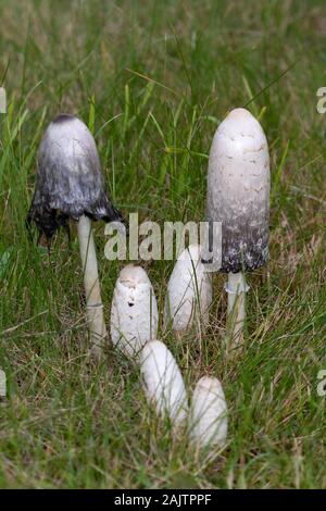 Shaggy Ink Kappen (Coprinus cornatus) auf einer Wiese bei Brookwood Soldatenfriedhof, Surrey, England Stockfoto