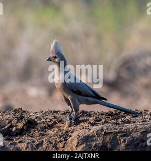 Grau Lourie oder Geh weg Vogel Stockfoto