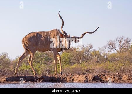 Mehr männliche Kudu am Wasserloch Botswana, Afrika Stockfoto