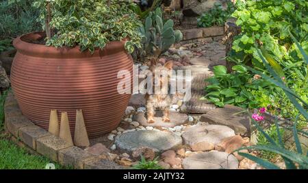 Eine kleine Haushund Spaziergänge auf trittsteine in einem städtischen Garten Bild im Querformat Stockfoto