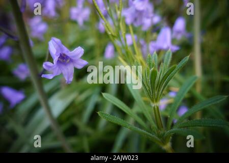 Eine reiche Grün und Lila Garten mit Bugs. Stockfoto