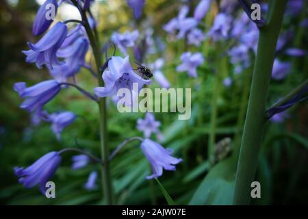 Eine reiche Grün und Lila Garten mit Bugs. Stockfoto
