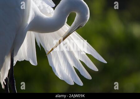 Eine Nahaufnahme eines Silberreiher putzen Es flügelfedern. Stockfoto