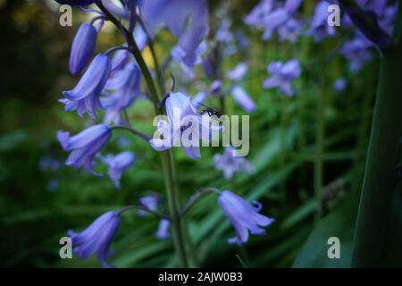 Eine reiche Grün und Lila Garten mit Bugs. Stockfoto