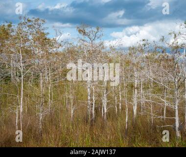 Zypressen mit bewölktem Himmel in den Everglades National Park, Miami, Florida, USA Stockfoto