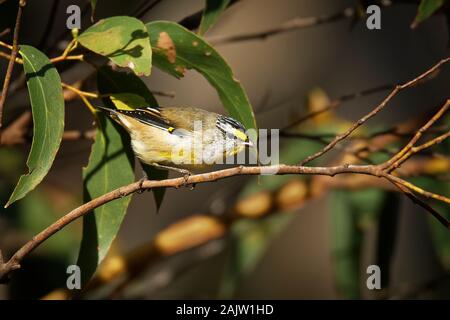 Gestreift - Pardalote Pardalotus striatus am wenigsten Bunte pardalote Arten leben in Australien, weitere Namen gehören Pickwick, wittachew und Stockfoto