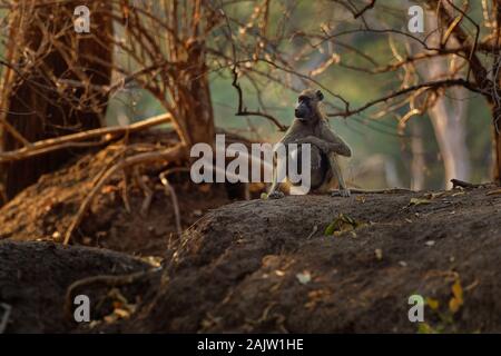 - Papio ursinus Chacma Baboon griseipes oder Cape Pavian, Familie, eine der größten aller Affen, vorwiegend in den südlichen afri Stockfoto