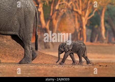 African Bush Elephant - Loxodonta africana kleines Baby Elefant mit seiner Mutter, Trinken, Saugen, Milch, Wandern und essen Blätter im Mana Pools in Zim Stockfoto