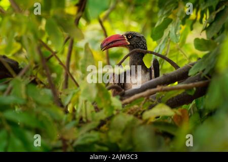 Gekrönt Nashornvogel - tockus Lophoceros alboterminatus Vogel mit weißem Bauch und schwarzem Rücken und Flügeln, Tipps der langen Schwanzfedern sind weiß, Schnabel ist Stockfoto