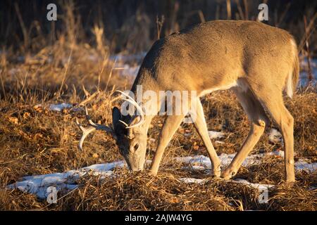 Weißschwanzhirsch (Odocoileus virginianus) stöbert im Winter in der Aue Stockfoto