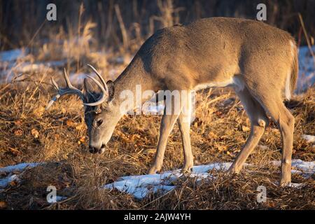 Weißwedelhirsche (Odocoileus virginianus) buck Surfen auf dem Fluss Aue im Winter Stockfoto