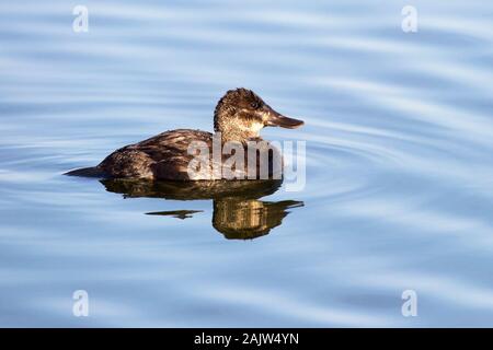 Im Frank Lake Conservation Area, einem nordamerikanischen Projekt zur Bewirtschaftung von Wasservögeln, befindet sich eine ruddy Ente (Oxyura jamaicensis) im Wasser Stockfoto