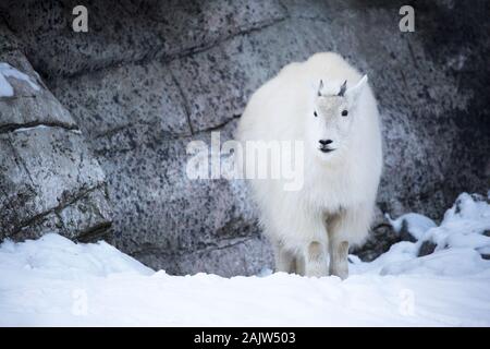 Rocky Mountain Goat (Oreamnos americanus) steht auf Schnee in der Ausstellung Canadian Wilds im Calgary Zoo, Alberta, Kanada Stockfoto