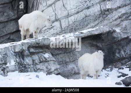 Rocky Mountain Goats (Oreamnos americanus) in der Ausstellung Canadian Wilds im Calgary Zoo Stockfoto