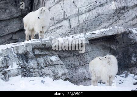 Schneeziegen (Oreamnos americanus) in der kanadischen Wildnis Exponat der Calgary Zoo Stockfoto