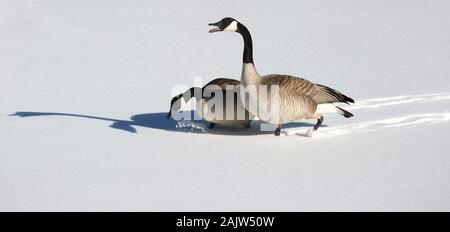 Kanadische Gänse (Branta canadensis), die im Winter über einen schneebedeckten, gefrorenen See wandern Stockfoto