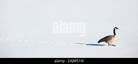 Kanadagans (Branta canadensis) über Schnee bedeckten Teich im Winter Stockfoto