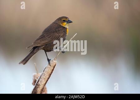 Gelbkopf-Amsel-Weibchen (Xanthocephalus xanthocephalus), die auf einem Rohrkolben (Typha latifolia) in einem Sumpfgebiet thront Stockfoto