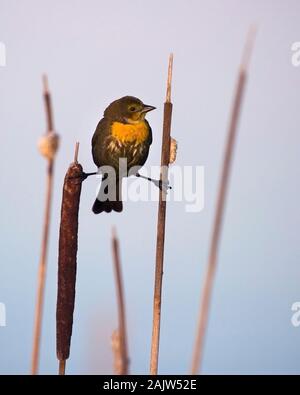 Gelbkopf-Amsel Weibchen (Xanthocephalus xanthocephalus) klammert sich an den Rohrkolben (Typha latifolia) in Sumpf Stockfoto