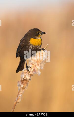 Yellow-headed blackbird Weiblich (Xanthocephalus xanthocephalus) auf cattail Samen Kopf thront (Typha latifolia) Marsh Stockfoto