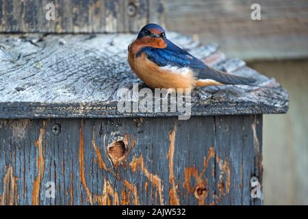 Barn Swallow (Hirundo rustica) Männchen thront auf verwittertem blauen Nistkasten im Frank Lake Conservation Area Stockfoto