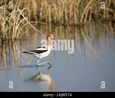 American Avocet (Recurvirostra americana) waten durch das Prärie-slough-Wasser in Alberta, Kanada Stockfoto