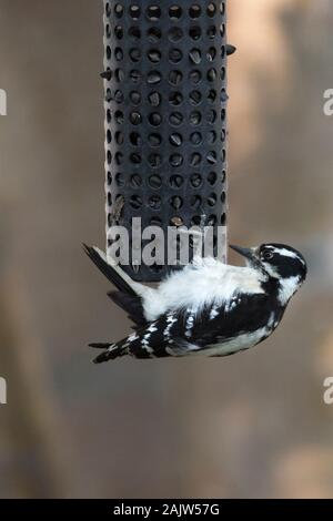 Wilde Spechte, die Sonnenblumenkerne aus Vogelfuttermitteln in der Gartenstation isst (Dryobates pubescens) Stockfoto