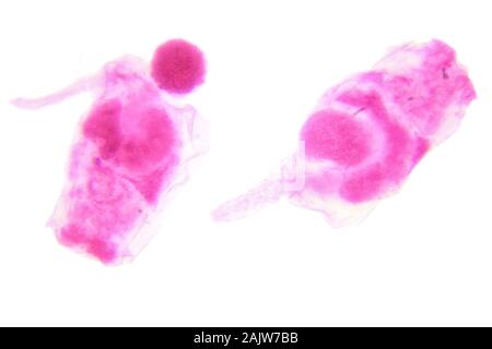 Rotifer unter dem Mikroskop (ROTIFER W. M.) Stockfoto