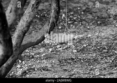 Altes holz vintage Garten Schaukel hängt an einem großen Baum im Park/konzeptionellen Bild von Nostalgie und Kindheit Stockfoto