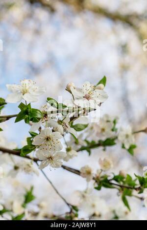 Mirabelle Blumen auf hellem Hintergrund. Feder mornning. April in Polen. Stockfoto