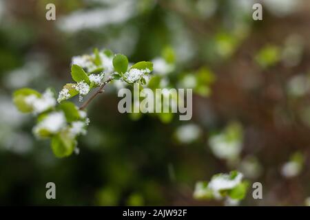 Schnee im April Garten. Junge grüne Blätter mit Schnee bedeckt Stockfoto