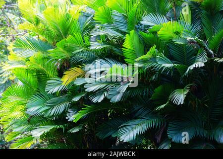 Hintergrund Textur des grünen Palmwedel auf einer Palme Stockfoto