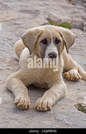 Pyrenäen SCHÄFERHUND (lokale Rasse) Canis familiaris gut gewachsen Welpen. Auf wachsamen Pflicht, von einem jungen Alter. Picos de Europa, Asturien, im Norden Spaniens. Stockfoto