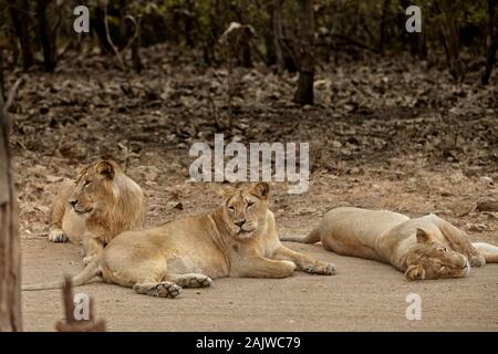 Asiatische Löwen auf dem Weg im Gir Forest in Indien. Stockfoto