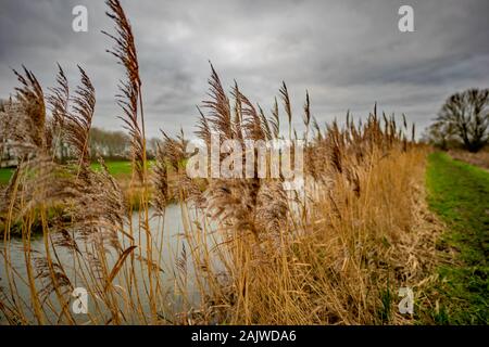 Close Up und selektiven Fokus auf ein Rohr unter den goldenen Reed bett Futter der Bank eines Entwässerung Deich in der Landschaft von Norfolk auf ein stumpfes, Stockfoto