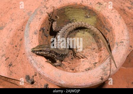 WANDEIDECHSE (Podarcis muralis). Männlich. Aufwärmen bei Sonnenschein am Morgen. Das ursprüngliche Ende des ausgewachsenen Schwanzes wurde nach einer versuchten Predation verloren. Nordspanien. Stockfoto