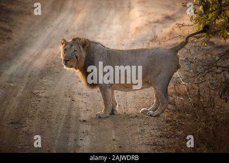 Asiatische Männliche Löwe sein Territorium im Gir Forest, Indien Kennzeichnung. Stockfoto