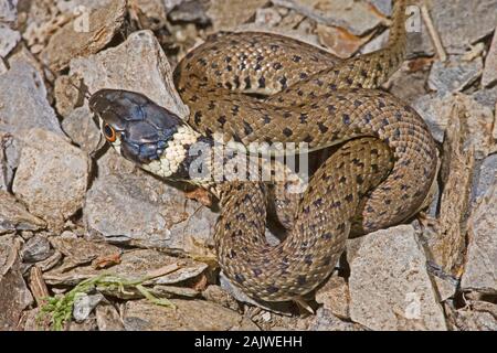 Spanische GRASSCHLANGE Natrix natrix Astreptophora Jungtier, Asturien, Nordspanien. Schillernde Kopfschuppen, die auf kürzliche Schleuder hinweisen. Stockfoto