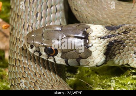 Spanisch RINGELNATTER Natrix natrix astreptophora Kopf detail. Provinz Asturien, im Norden Spaniens. Stockfoto