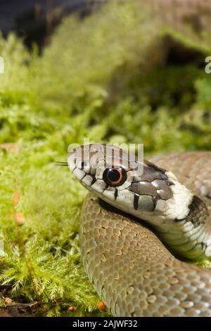 Spanisch RINGELNATTER Natrix natrix astreptophora Provinz Asturien, im Norden Spaniens. Stockfoto