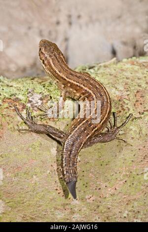 Gemeinsame oder VIVIPAR EIDECHSE Zootoca (Lacerta vivipara). Weibchen mit regenerierenden Schwanz Ende Norfolk Stockfoto